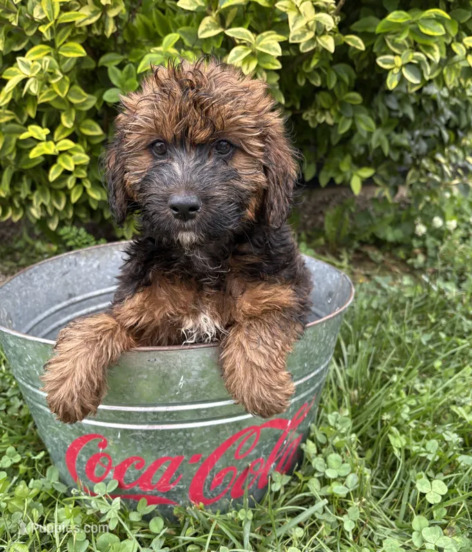 Mya – Whoodle puppy for sale in Middlebury, IN