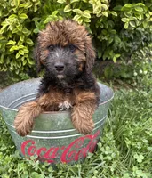 Mya, a female Whoodle for sale in Middlebury, IN – 1 of 4