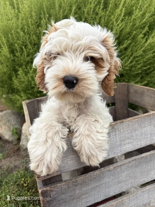 Jenson – Cockapoo puppy for sale in Middlebury, IN