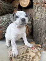 Stella, a female American Bulldog and American Pit Bull Terrier for sale in Middlebury, IN – Photo 3 of 6