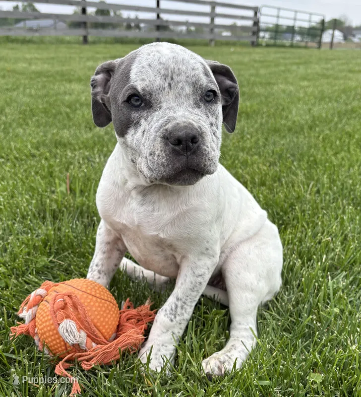 Stella – American Bulldog, American Pit Bull Terrier puppy for sale in Middlebury, IN