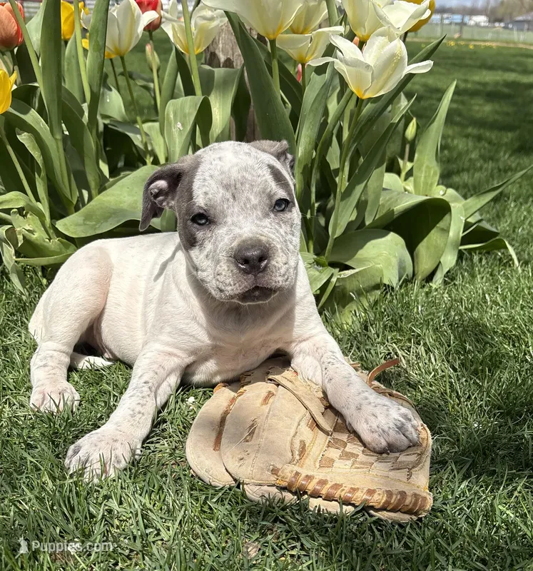 Stella – American Bulldog, American Pit Bull Terrier puppy for sale in Middlebury, IN