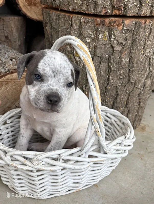 Stella – American Bulldog, American Pit Bull Terrier puppy for sale in Middlebury, IN