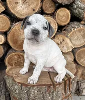 Stella, a female American Bulldog and American Pit Bull Terrier for sale in Middlebury, IN – Photo 2 of 6
