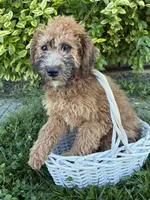 Harlow, a female Whoodle for sale in Middlebury, IN – 2 of 4