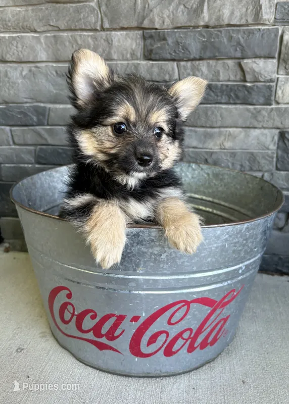 Rocco – Pomeranian, Yorkshire Terrier puppy for sale in Middlebury, IN