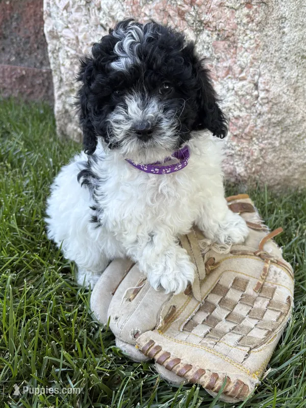 Ava – Havapoo puppy for sale in Middlebury, IN