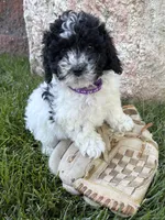 Ava, a female Havapoo for sale in Middlebury, IN – 1 of 5