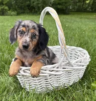 Enzo, a male Dachshund for sale in Middlebury, IN – 4 of 5