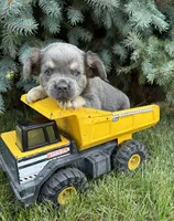 Diesel, a male French Bulldog for sale in Middlebury, IN – 3 of 4