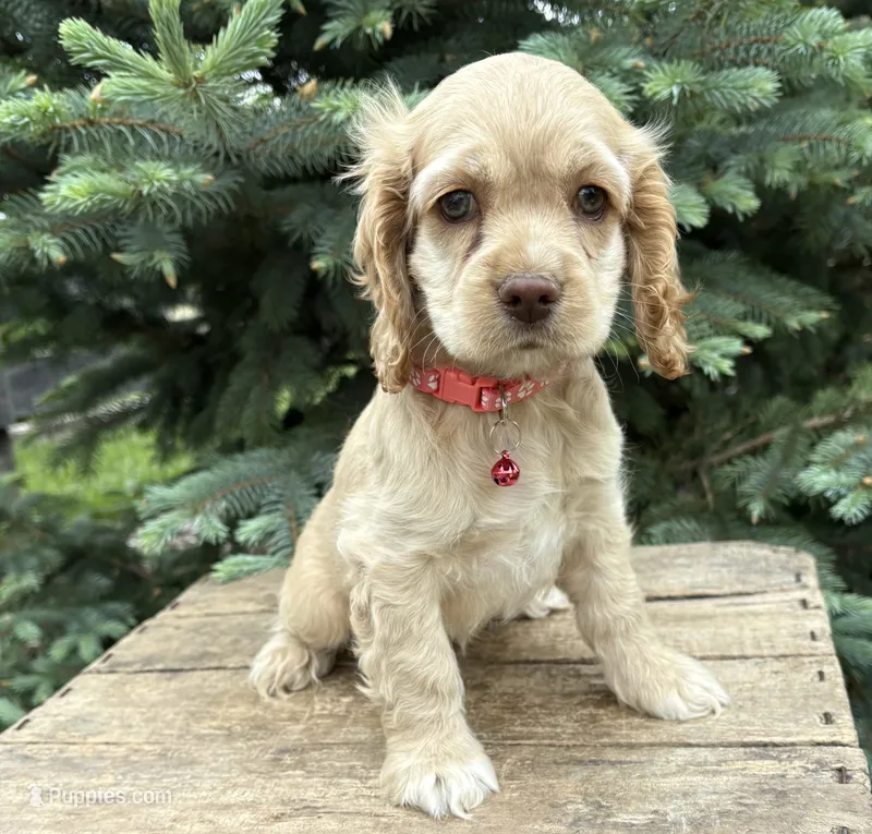 Jasmine – Cocker Spaniel puppy for sale in Middlebury, IN