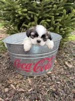 Azalea, a female Shih Tzu for sale in Middlebury, IN – Photo 4 of 4