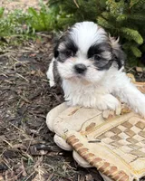 Azalea, a female Shih Tzu for sale in Middlebury, IN – Photo 2 of 4