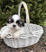 Azalea, a female Shih Tzu for sale in Middlebury, IN – Photo 1 of 4
