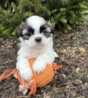 Azalea, a female Shih Tzu for sale in Middlebury, IN – Photo 3 of 4