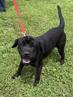 Ina, a female Cocker Spaniel and Miniature Shar-Pei for sale in Middlebury, IN – 2 of 3