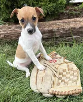 Stella, a female Jack Russell Terrier and Rat Terrier for sale in Middlebury, IN – 3 of 4