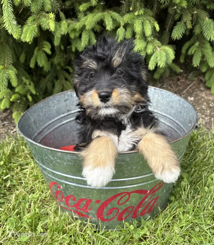 Boaz – Bernedoodle puppy for sale in Middlebury, IN