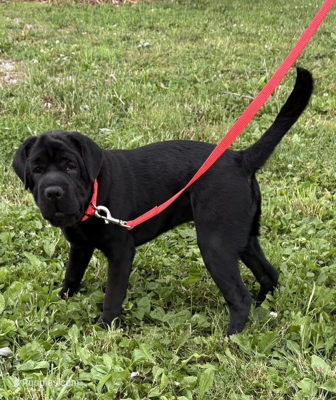 Ina – Cocker Spaniel, Miniature Shar-Pei puppy for sale in Middlebury, IN
