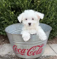 Enzo, a male Maltese for sale in Middlebury, IN – 4 of 5