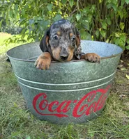 Theo, a male Dachshund for sale in Middlebury, IN – 3 of 5