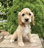 Jimmy , a male Cocker Spaniel for sale in Middlebury, IN – 4 of 5
