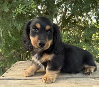 Bear, a male Dachshund for sale in Middlebury, IN – 1 of 4