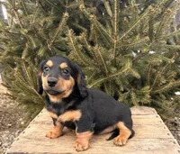 Mack, a male Miniature Dachshund for sale in Middlebury, IN – Photo 4 of 4