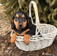 Mack, a male Miniature Dachshund for sale in Middlebury, IN – Photo 1 of 4