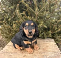 Mack, a male Miniature Dachshund for sale in Middlebury, IN – Photo 3 of 4
