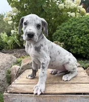 Eisenhower, a male Great Dane for sale in Middlebury, IN – 3 of 5