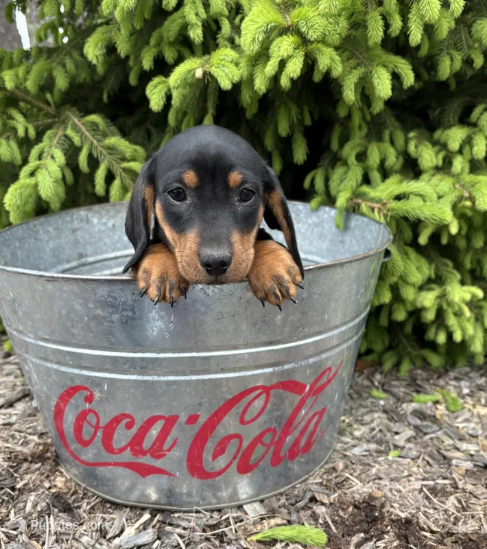 Hiram – Dachshund puppy for sale in Middlebury, IN