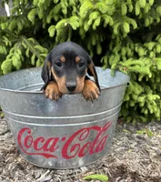 Hiram, a male Dachshund for sale in Middlebury, IN – 1 of 4