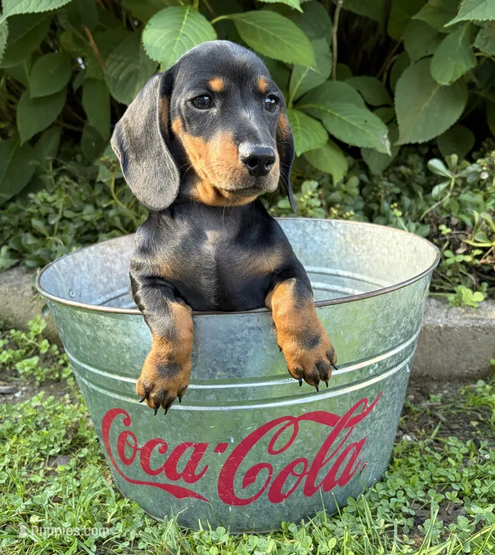 Reily  – Dachshund puppy for sale in Middlebury, IN