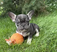 Knox, a male French Bulldog for sale in Middlebury, IN – 4 of 4
