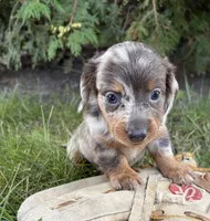 Cici, a female Dachshund for sale in Middlebury, IN – 3 of 6