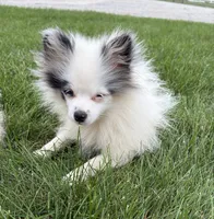 Olaf, a male Pomeranian for sale in Middlebury, IN – 2 of 6