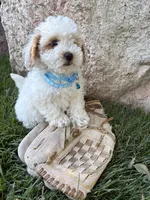 Arlo, a male Havapoo for sale in Middlebury, IN – 5 of 5
