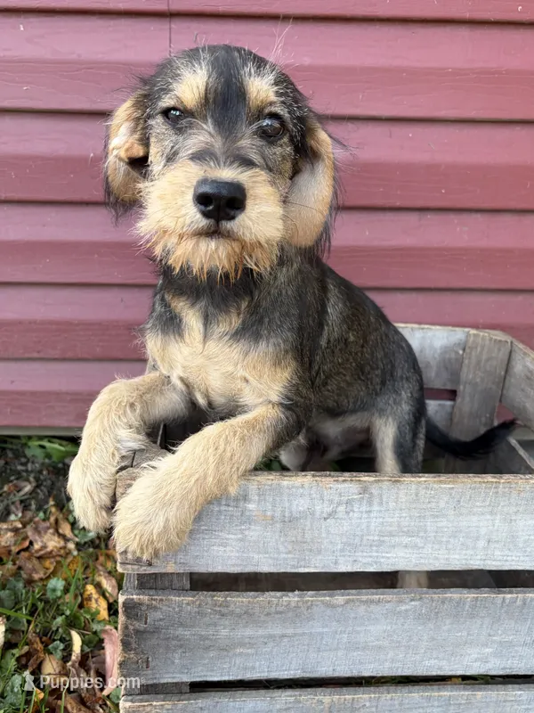 Theodore – Schnoodle puppy for sale in Middlebury, IN
