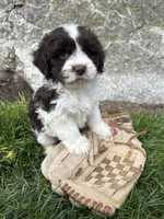Brock, a male Havanese for sale in Middlebury, IN – Photo 4 of 4