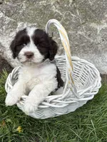 Brock, a male Havanese for sale in Middlebury, IN – Photo 3 of 4
