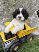 Brock, a male Havanese for sale in Middlebury, IN – Photo 1 of 4
