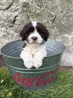 Brock, a male Havanese for sale in Middlebury, IN – Photo 2 of 4