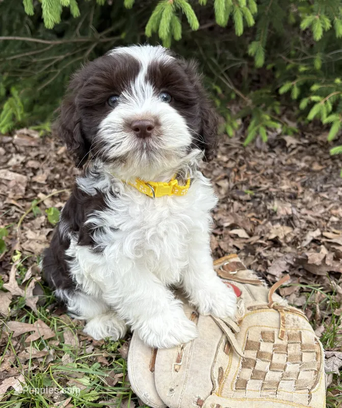 Brock – Havanese puppy for sale in Middlebury, IN