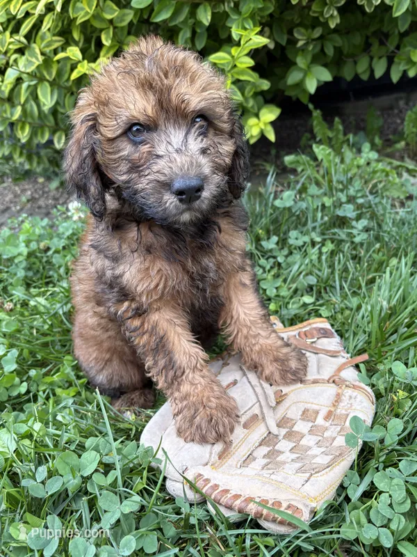 Monroe – Whoodle puppy for sale in Middlebury, IN