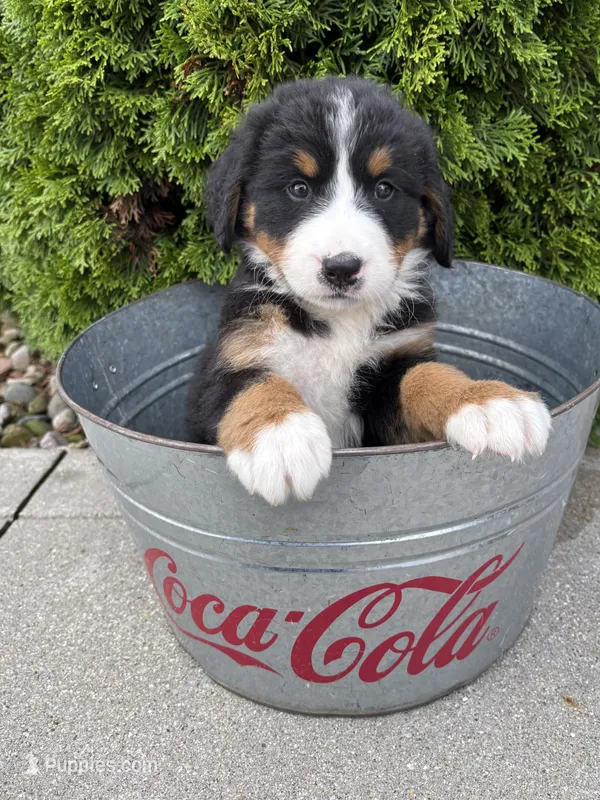 Belle – Bernese Mountain Dog puppy for sale in Middlebury, IN