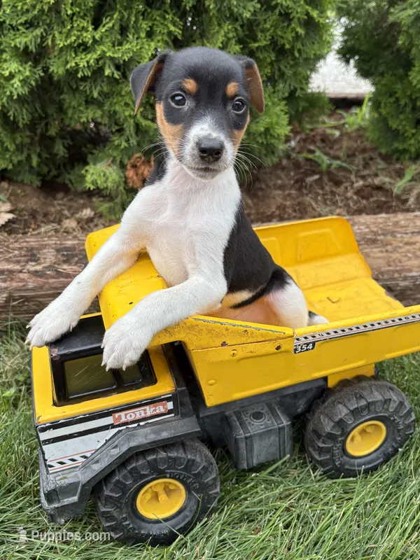 Stetson  – Jack Russell Terrier, Rat Terrier puppy for sale in Middlebury, IN