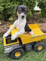 Stetson , a male Jack Russell Terrier and Rat Terrier for sale in Middlebury, IN – 1 of 4
