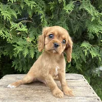 Calihan, a male Cavalier King Charles Spaniel for sale in Middlebury, IN – 1 of 4