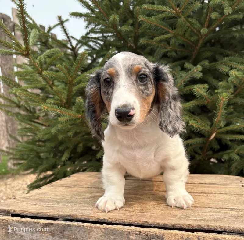 Ozzie – Dachshund puppy for sale in Middlebury, IN